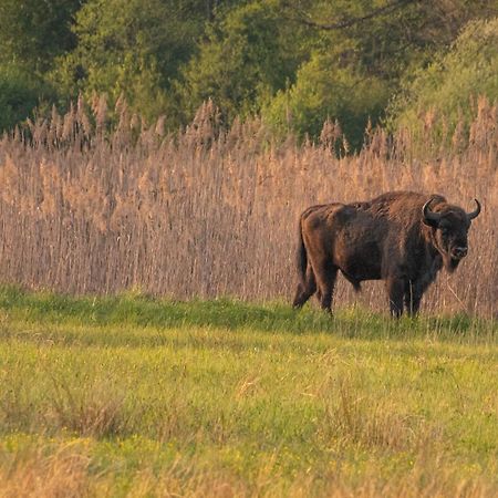 德乌尔纳欧土林酒店 Białowieża 外观 照片