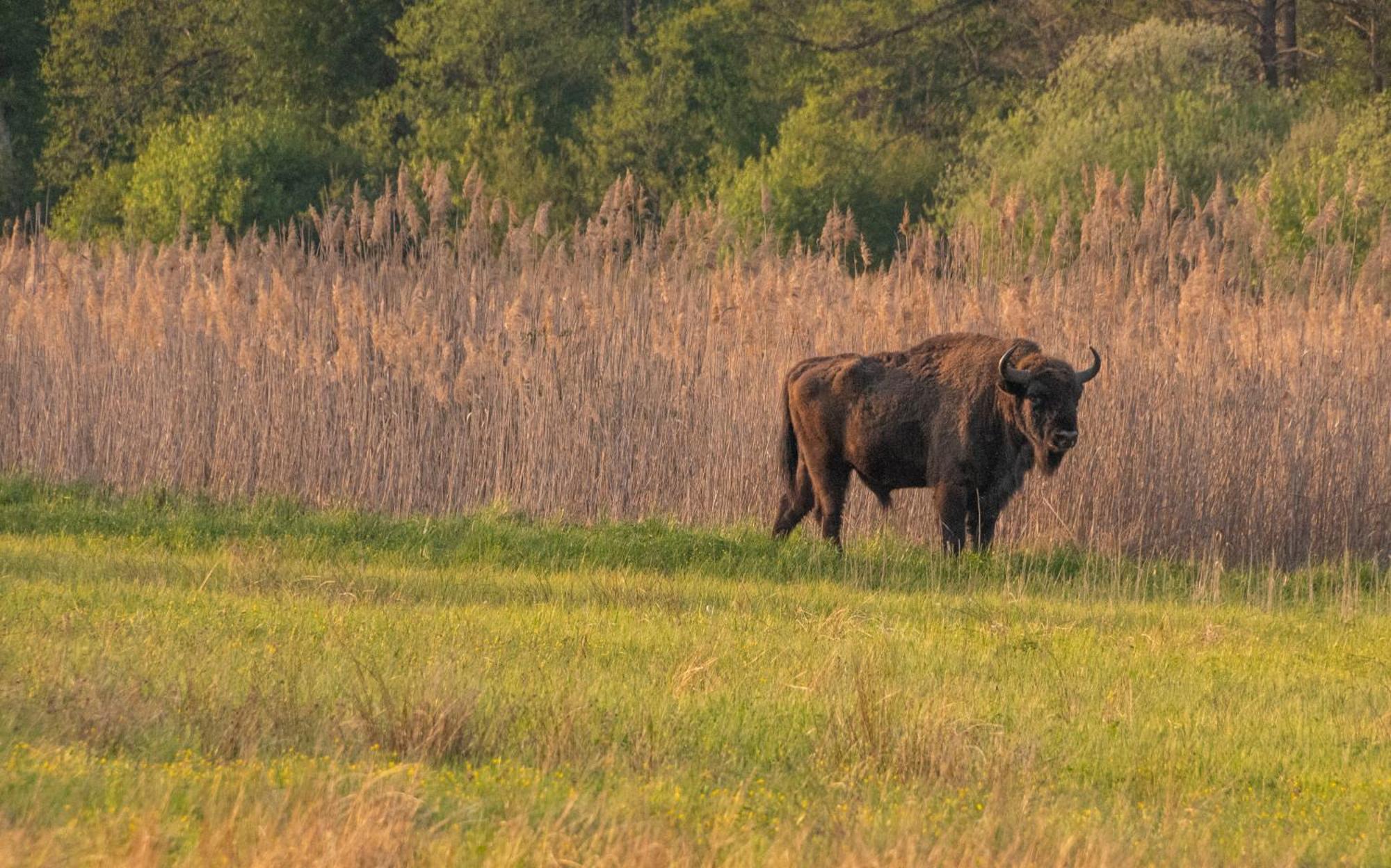 德乌尔纳欧土林酒店 Białowieża 外观 照片